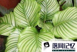 青苹果植物怎么养优质