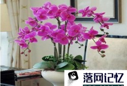 蝴蝶兰开完花怎么养比较好优质