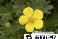 格桑花是什么花？格桑花有哪些特性？优质