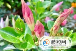 阳台种什么爬藤植物好？优质