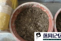 如何种植西红柿？优质