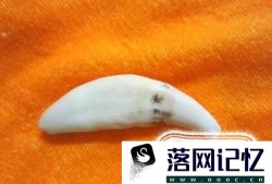 狼牙怎么辨别真假优质