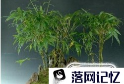 罗汉竹的养殖方法优质