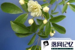 木香花如何养植优质