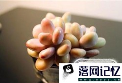 新房子放什么植物好优质