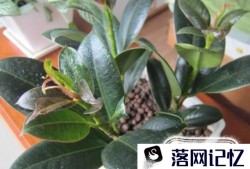 哪些盆栽植物适合养在家中？优质