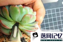 多肉植物怎么养成老桩 多肉老桩如何养成优质