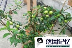 青苹果植物怎么养优质