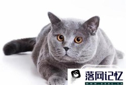 猫要如何避孕，吃避孕药吗？优质