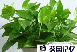 新房子放什么植物好优质