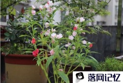 风仙花盆栽养殖方法优质