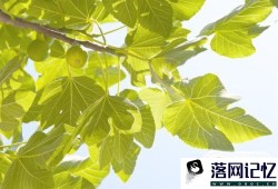 无花果树怎么种植？优质