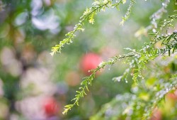 仿佛走进绵绵秋雨，随风飘落的秋叶和淅淅沥沥的细雨中：《Deep Joy》