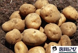 这4类发芽菜发芽不能食用