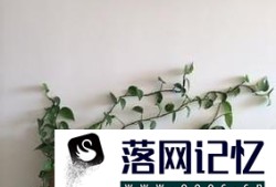 绿萝爬墙怎么固定优质