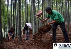 种植柱子需要注意哪些事项优质