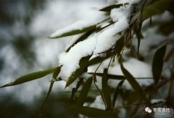 苍雪清竹：莫惊笺上诗无色，原是清凉脱俗才