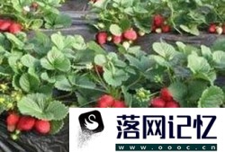 家庭阳台如何种草莓？优质