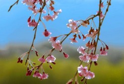 烟花三月，春未完：《樱花三月》