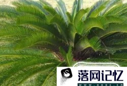 养殖铁树都有哪些注意事项，你知道吗？优质