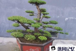 榆树盆景怎样种植优质