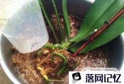 兰花根部全部腐烂后应该如何处理优质