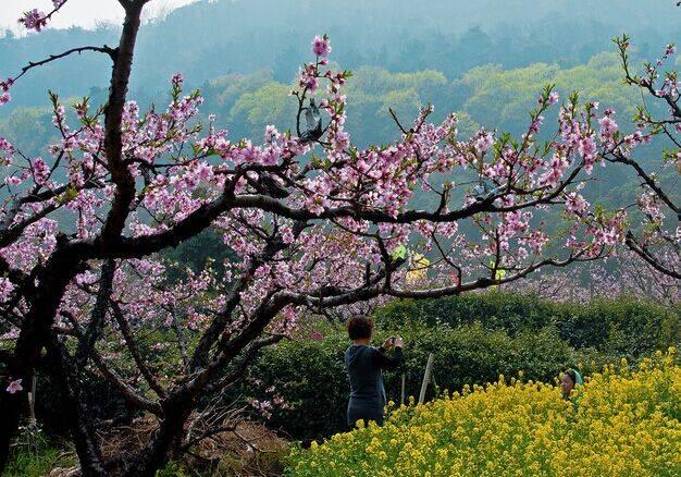 清新柔和：桃園奈々生・花も恥じらう高校生  第2张