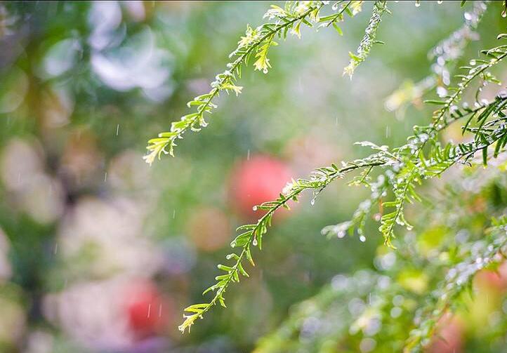 仿佛走进绵绵秋雨，随风飘落的秋叶和淅淅沥沥的细雨中：《Deep Joy》  第1张