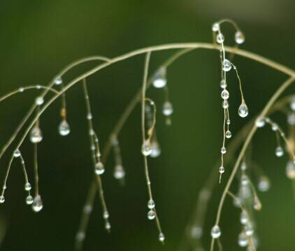 扯出一缕缕的情丝，牵肠挂肚：《Gentle Rain》  第2张