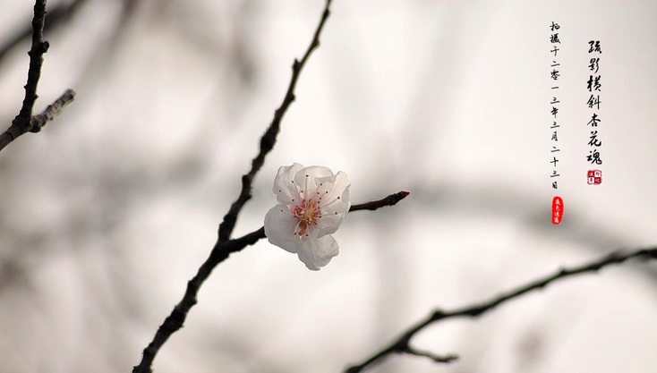 一道艳丽的彩虹：《思い出の小箱 》  第1张