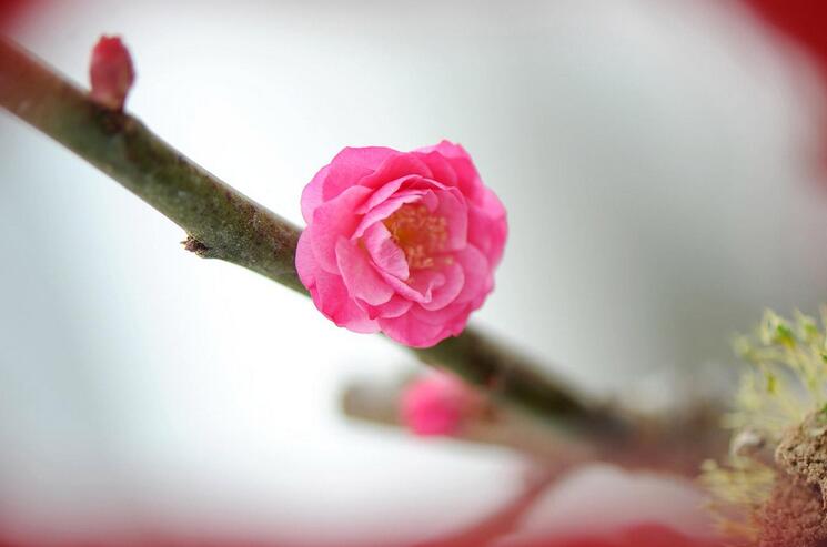 绽放 ~Blooming~  第1张