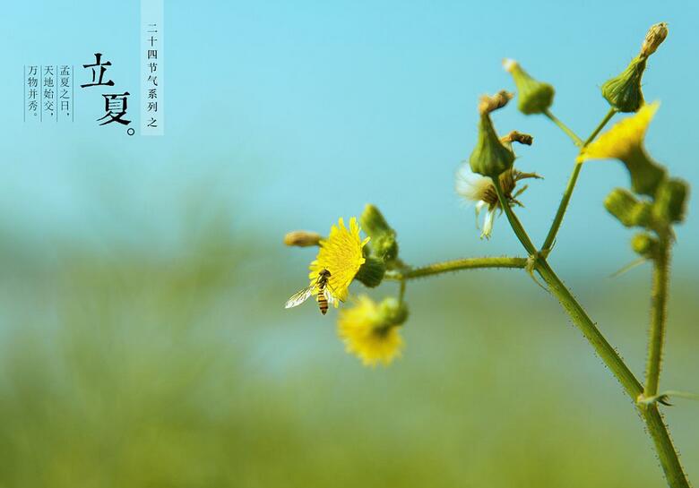 夏天、平房顶、星空、微风、蝉鸣、凉席：《立夏》  第1张