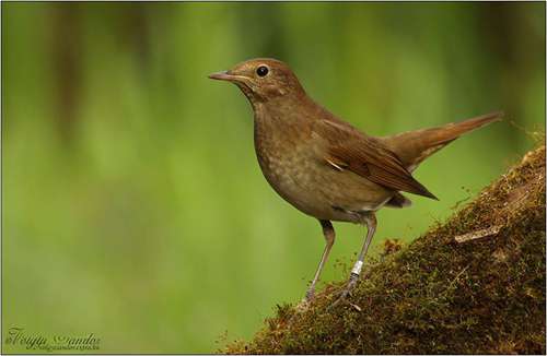 夜莺(Nightingale)  第1张