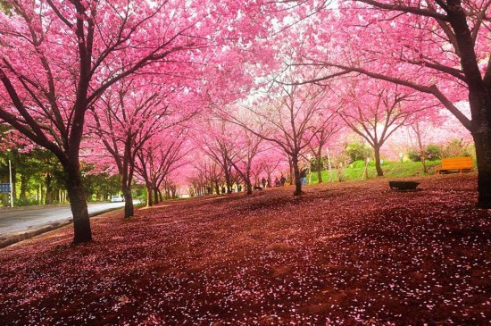 樱花雨(Tears of Cherry Blossoms)  第1张