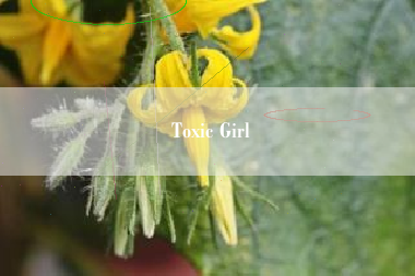 Toxic Girl  第1张