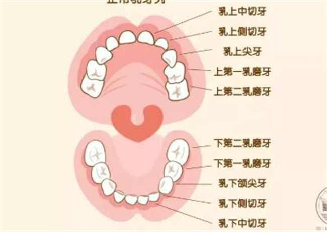 换乳牙的顺序和乳牙长出来的顺序一样吗  第1张