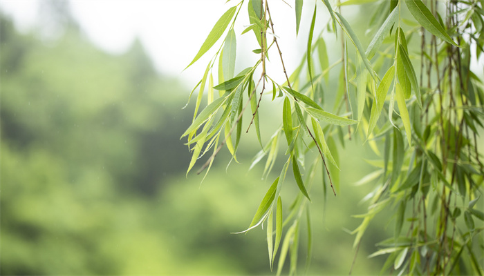 柳暗花明又一村的前一句是什么  第1张