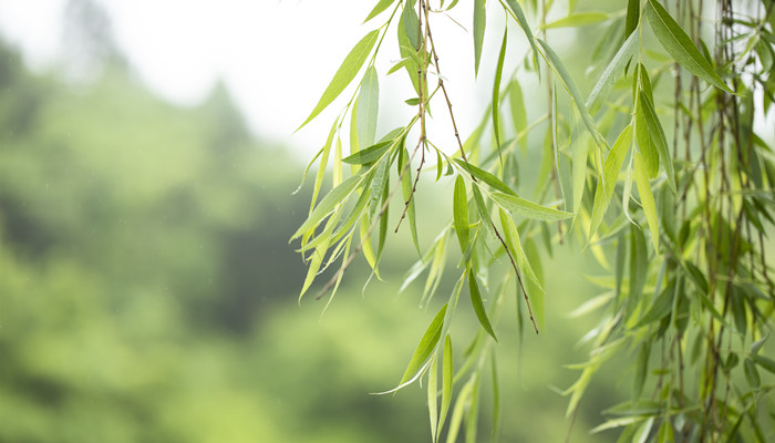 有意栽花花不发无心插柳柳成荫道理  第2张