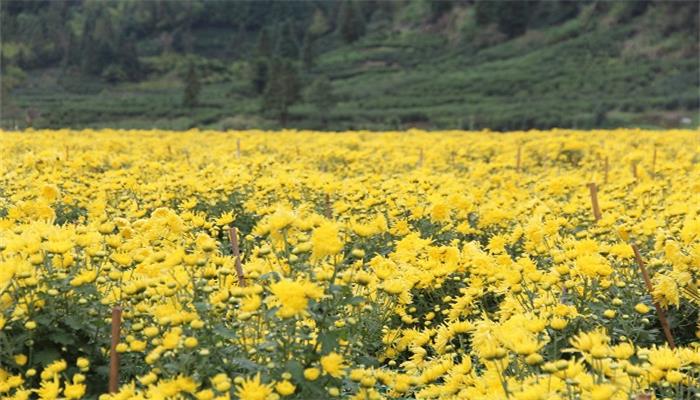 不是花中偏爱菊此花开尽更无花寓意  第2张