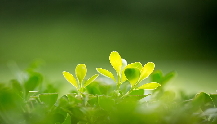 植物来源的多糖指什么  第1张