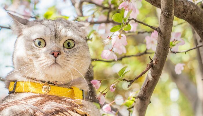 薛定谔的猫是哪类学科中的理想实验  第1张