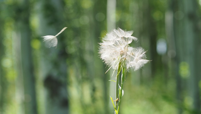 蒲公英传播种子的方法是什么二年级  第1张