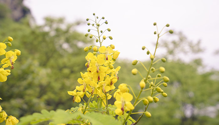 清明黄花雨中愁意思  第1张