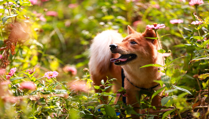 义犬报火警文言文翻译  第1张