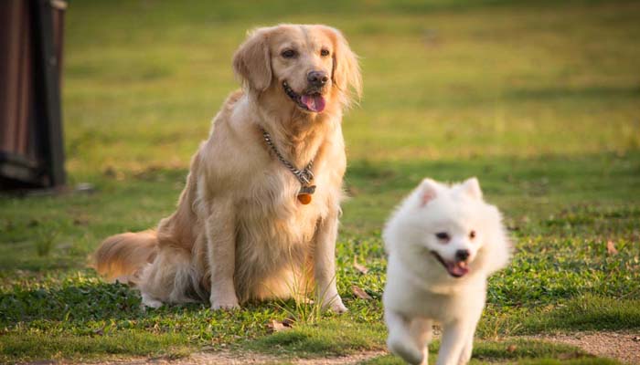 义犬报火警文言文翻译  第2张