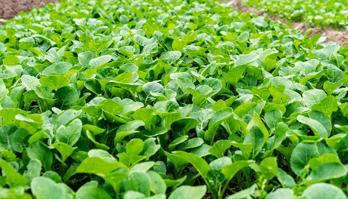 梦见挖好多野菜是什么意思  第1张