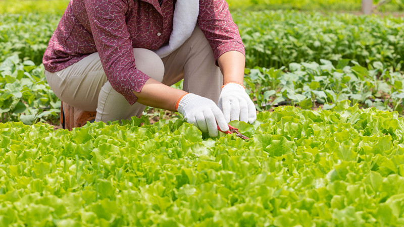 梦见挖好多野菜是什么意思  第2张