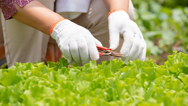 梦见大伯带我挖野菜是什么意思  第1张