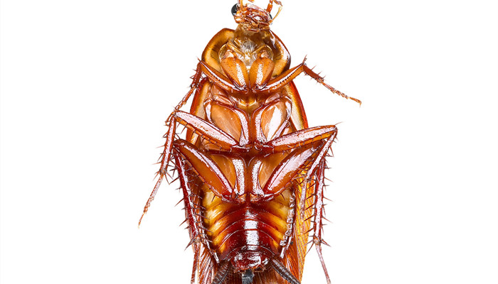 梦到蟑螂预示着什么  第2张