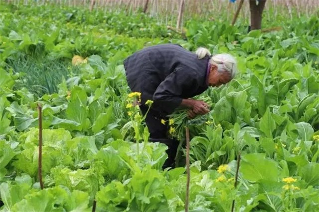 大妈组团偷菜被抓现行反殴打菜主  第2张